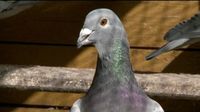 cède très beaux pigeons voyageurs non bagués, jeunes, 3 37100 Tours