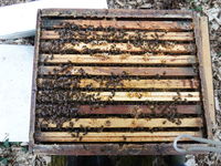 colonies d'abeilles 180 86400 Blanzay