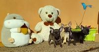 Bébés Chihuahuas trop Beau Mini Toys 1100 84000 Avignon