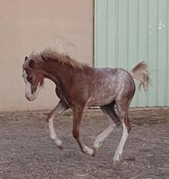 Welsh Mountain pony section A PP 2500 13390 Auriol