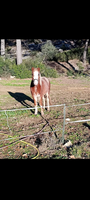 Welsh Mountain pony section A 2500 13390 Auriol