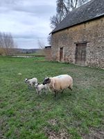 Brebis et ses 2 agnelles 320 72300 Auvers-le-hamon