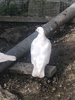Pigeons Texans ou paon mâle ou femelle 5 51430 Tinqueux