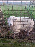 1 mouton texel  de 2 ans pur race 300 14350 Saint-martin-des-besaces