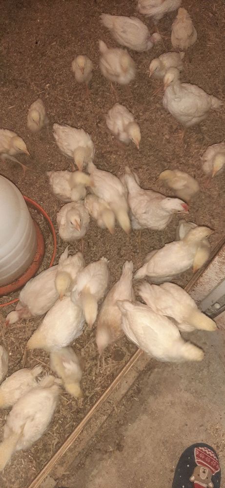 poule pondeuse de 6 semaines et plus 6 26600 Mercurol