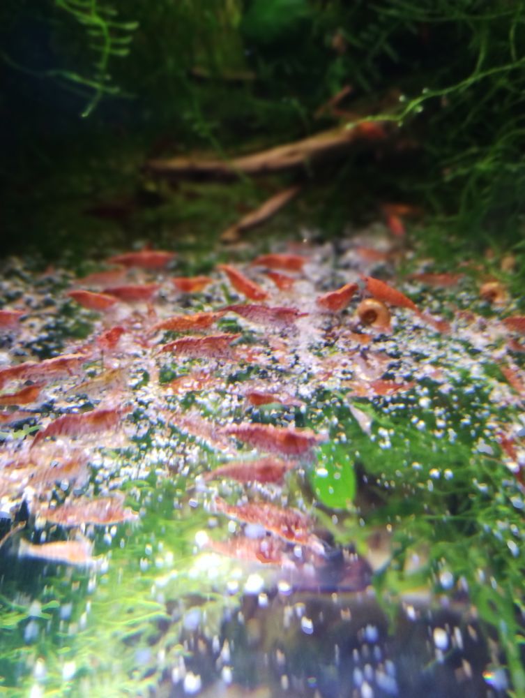 Crevette red cherry pour agr&eacute;menter votre aquarium 10 66270 Le soler