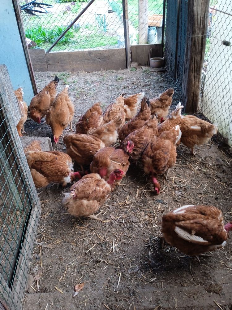 poules pondeuse 15 84240 La tour-d'aigues