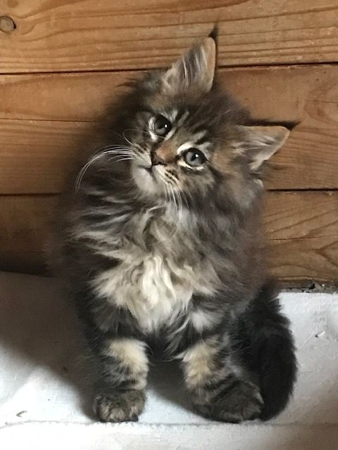 Merveilleux chatons maine coon 1100 84700 Sorgues