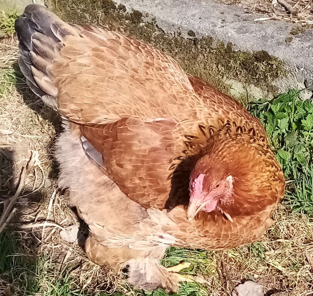 Oeufs f&eacute;cond&eacute;s de poules d'ornements
1 65150 Saint-laurent-de-neste