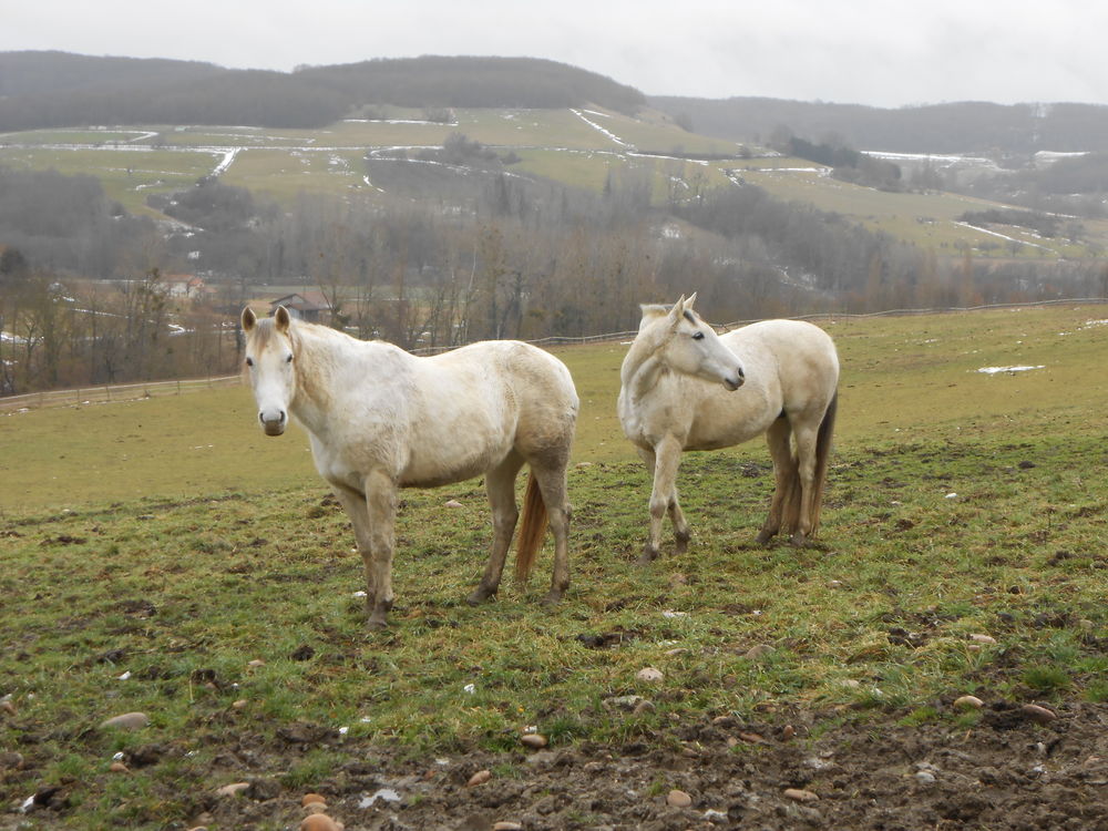 CHEVAUX POUR COMPAGNIE 800 26350 Saint-christophe-et-le-laris
