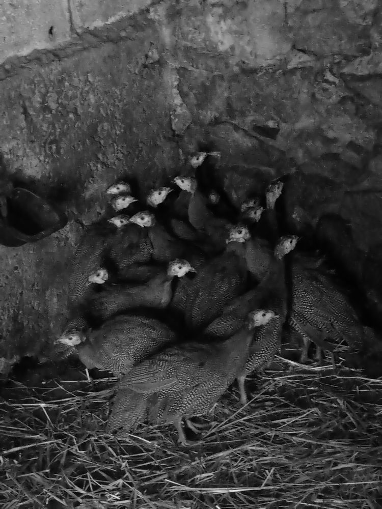 volailles 1 07610 S�cheras