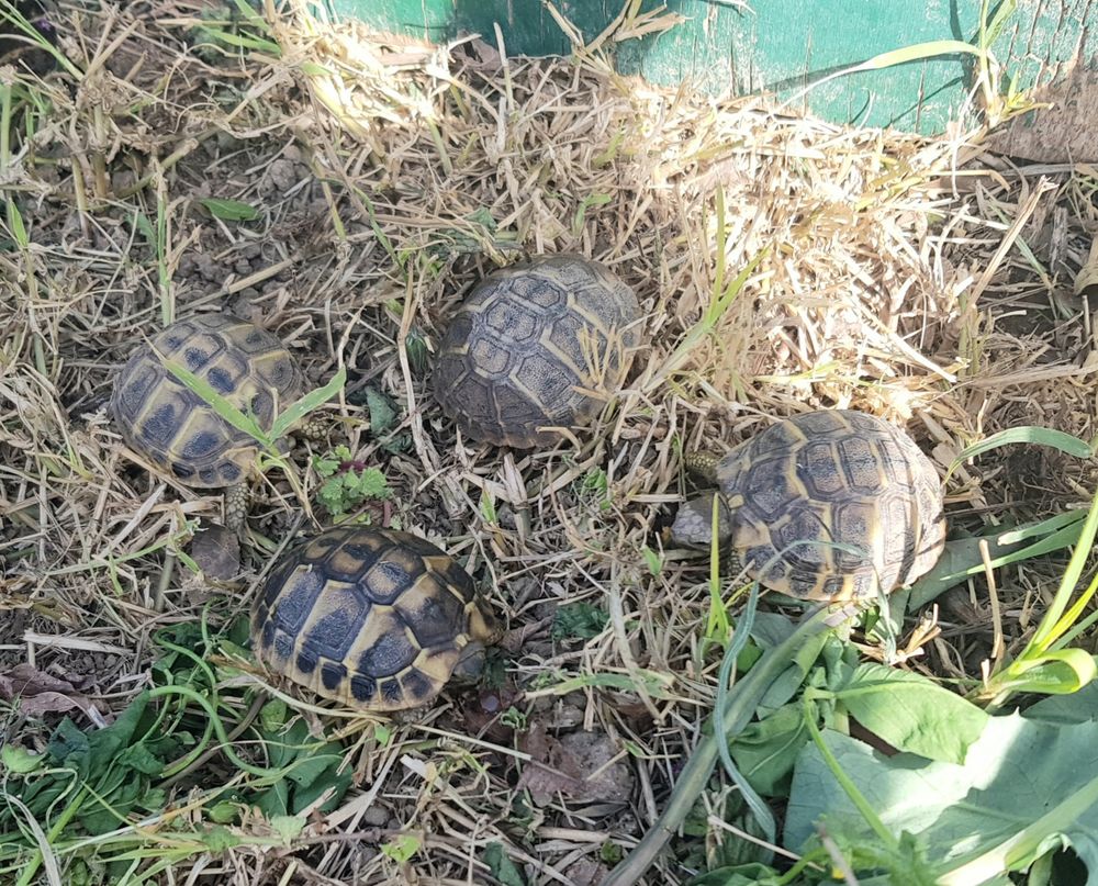 Tortues juv&eacute;niles entre nimes et montpellier 45 30470 Aimargues