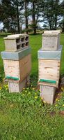 Essaims Colonie d'abeilles 130 14610 Villons-les-buissons