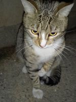 Jeune chat adulte mâle à adopter sur Marseille 0 13004 Marseille