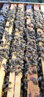 Essaims abeilles hivernés 140 34530 Montagnac