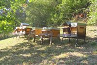 Essaim hiverné avec ou sans ruche 150 39210 Baume-les-messieurs