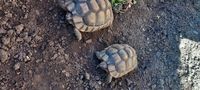 Couple tortues marginata 0 84600 Valras