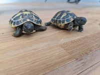 Bébés tortues 40 30650 Rochefort-du-gard