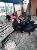 Oeufs de poules Espagnoles noires à face blanche à couver 2 68270 Wittenheim