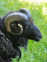 adoption un mouton Ouessant 20 72230 Monc-en-belin