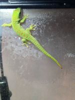 Gecko de madagascar 60 01600 Trvoux