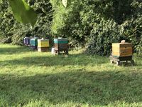 essaims abeilles 120 29350 Molan-sur-mer