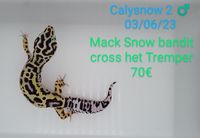 Geckos léopard juvéniles 50 44290 Massrac