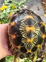Jeune femelle tortue radiata 1400 47000 Agen