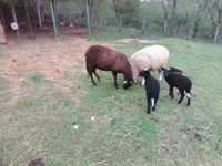 Brebis noire du Velay et 2 agneaux 250 01150 Lagnieu