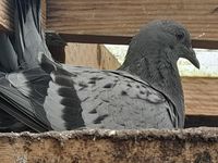 couple de jeunes pigeons 25 44580 Bourgneuf-en-retz