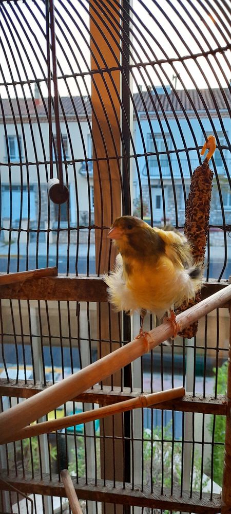 Canaris fris&eacute;s,m&acirc;le tr&egrave;s bon chanteur+femelle &eacute;ventuellement 55 66100 Perpignan