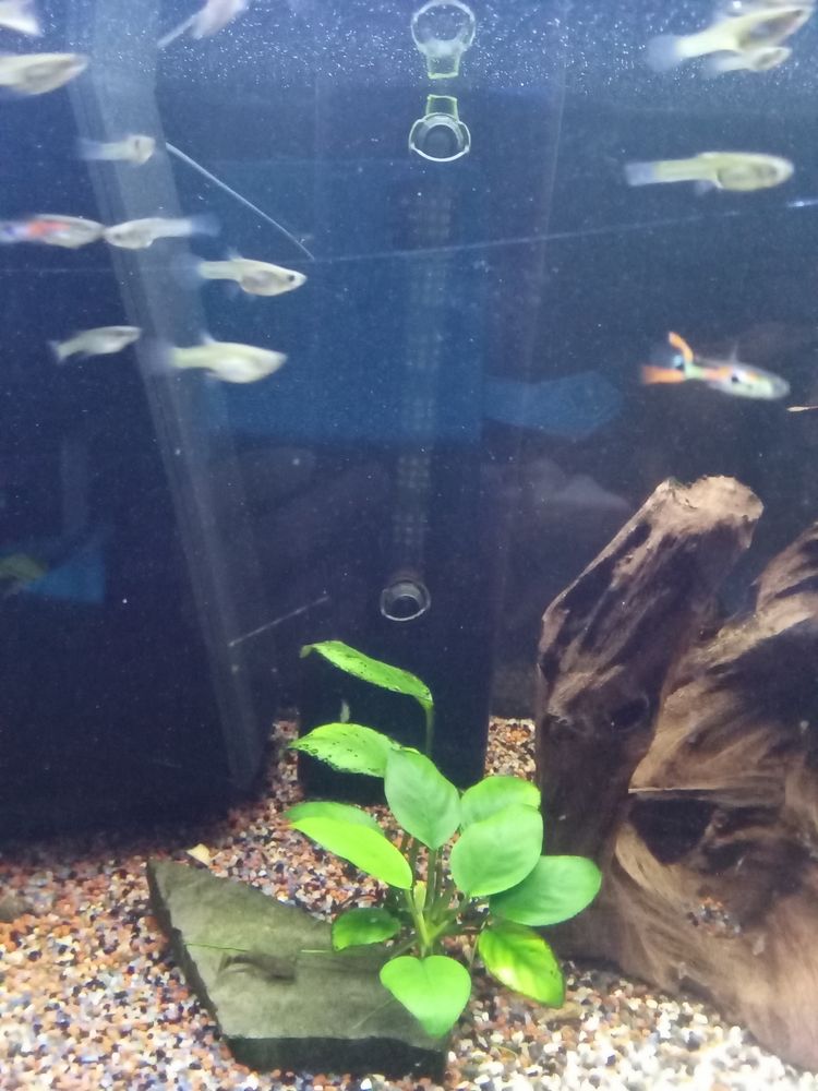 Guppys m&acirc;les et femelles 1 68200 Mulhouse