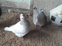 pigeons texan nés en 2023. 20 18100 Vierzon
