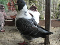 pigeons strasser nés 2022/2023 20 18100 Vierzon