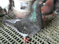 pigeons hubbel colorés bagués 0 18100 Vierzon