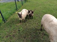 Moutons Shropshire 250 59530 Le quesnoy