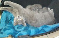 A réserver adorables chatons chartreux loof . 950 65370 Siradan
