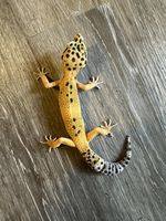 Gecko leopard 1 33270 Bouliac