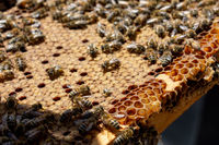 4 essaims d'abeilles hivernées, reines 2023.
320 61370 Sainte-gauburge-sainte-colombe