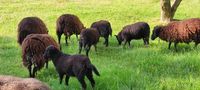 mouton d'ouessant, agneau/ agnelle/ brebis 90 56500 Locmin