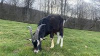 Chèvres de Savoie
6 femelles + 1 bouc reproducteur 100 01500 Ambrieu-en-bugey
