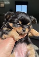 Chiot chihuahua 1500 89100 Gron