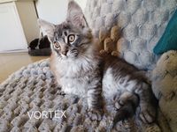 Maine coon LOOF 1300 11300 Limoux