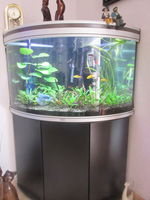 aquarium d'angle avec meuble et poissons 100 44150 Ancenis