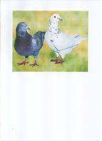 pigeons texan 30 64122 Urrugne