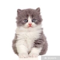 Cherche chaton pour adoption 1 86000 Poitiers