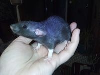 3 bébés rats ratons femelles à adopter 0 25230 Seloncourt