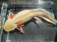 jeune Axolotl (amphibien d'eau douce) 35 18340 Levet