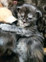 Chatons Maine Coon 1600 59570 Bettrechies