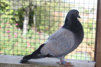 Pigeons CAUCHOIS Bleus Maillés Roses 15 63110 Beaumont